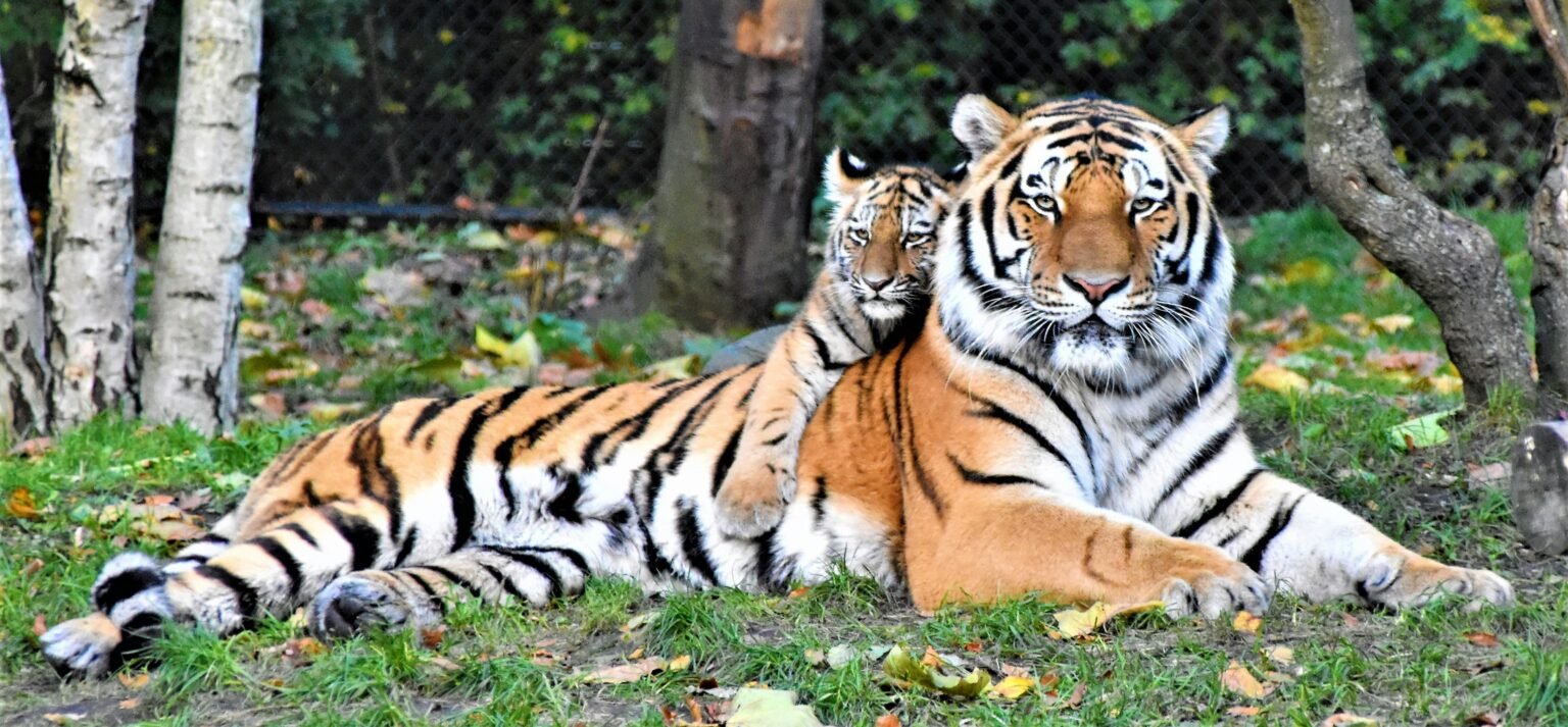 project tiger tx2 goal