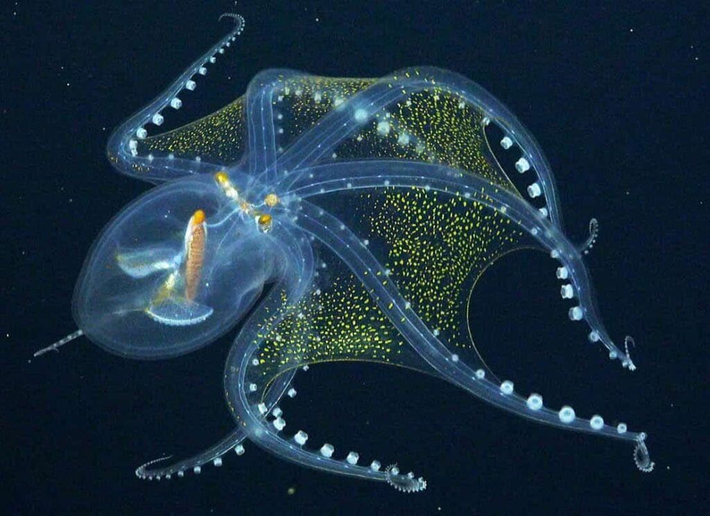 Mystery of the Ocean