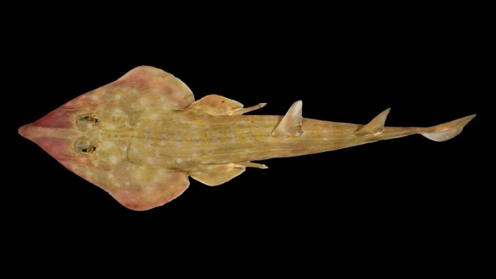 Mystery of the Ocean