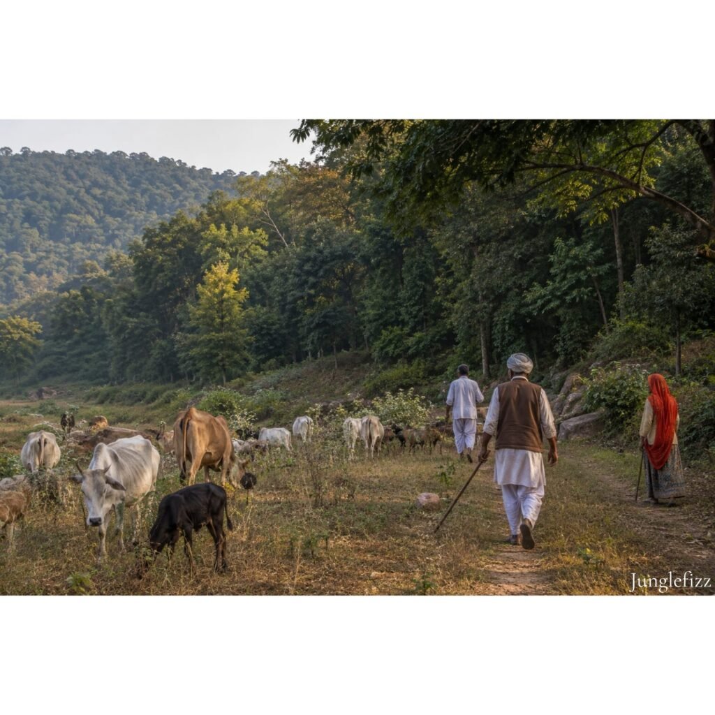 Saving Tigers: The Next Challenge
