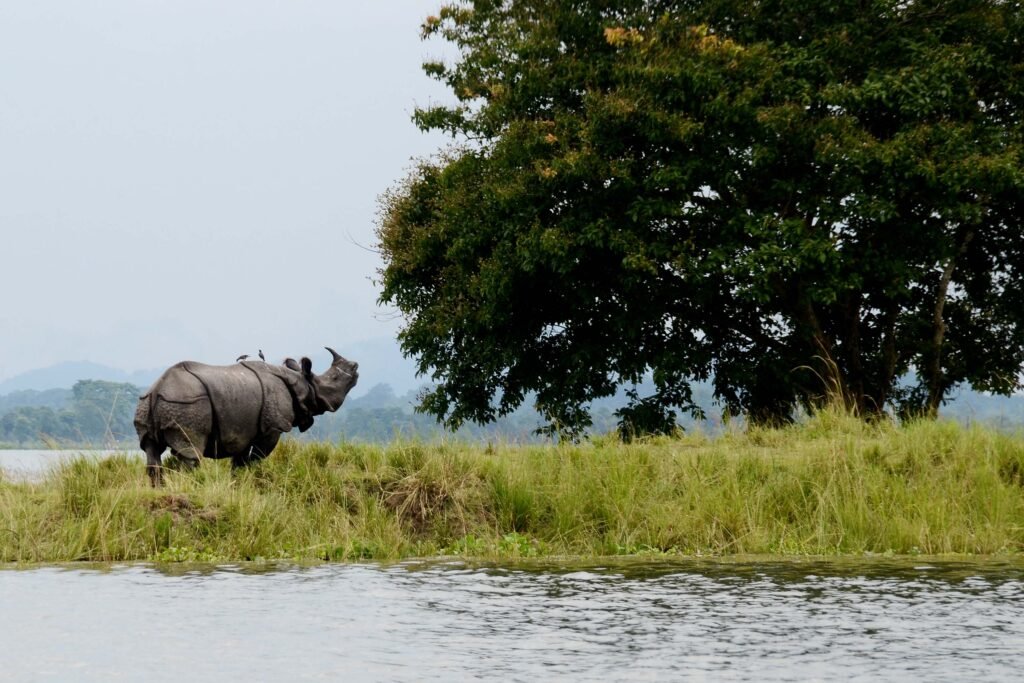 Saving Tigers: The Next Challenge
