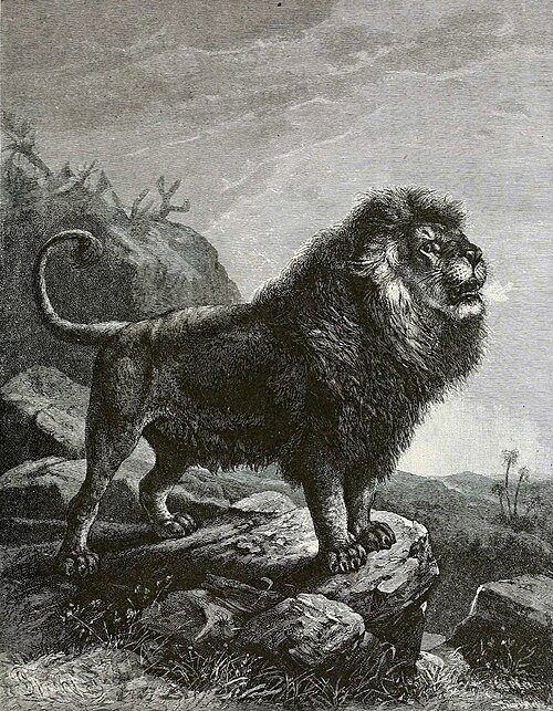 Lion vs Tiger
